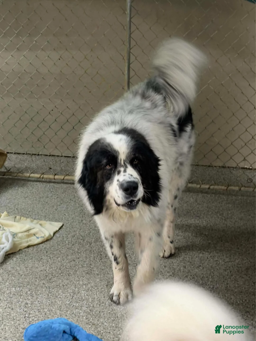 Great Pyrenees dogs for sale: Great Pyrenees Puppy 5 - Ad 3