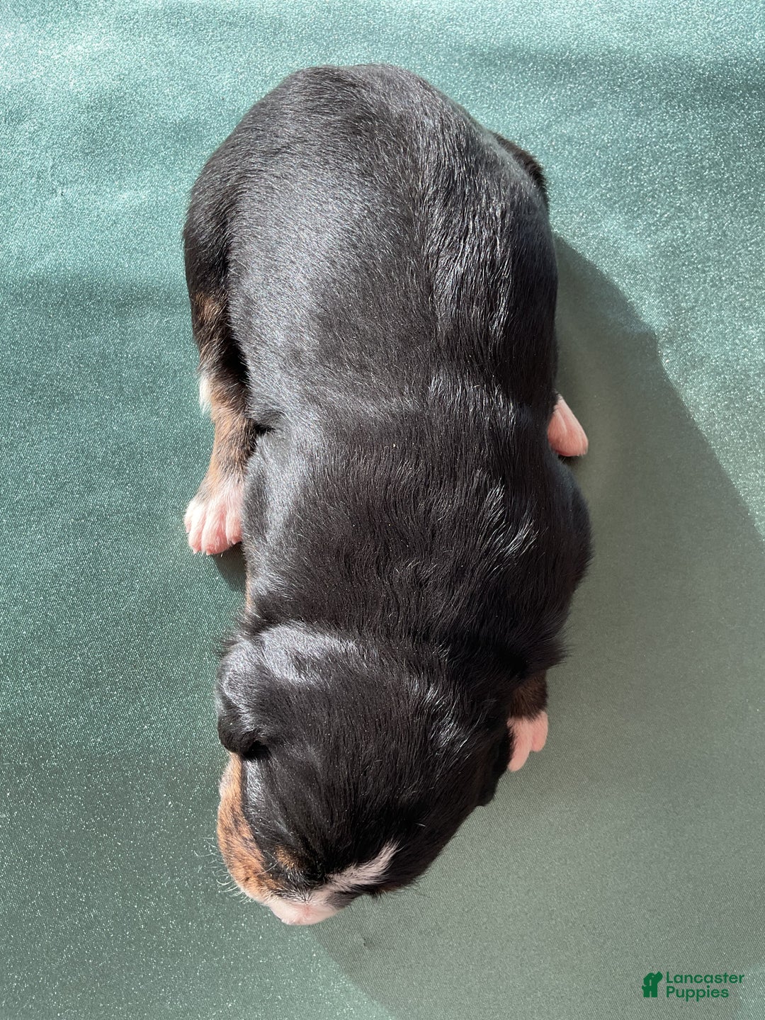 Mixed Breed dogs for sale: Kia - Ad 4