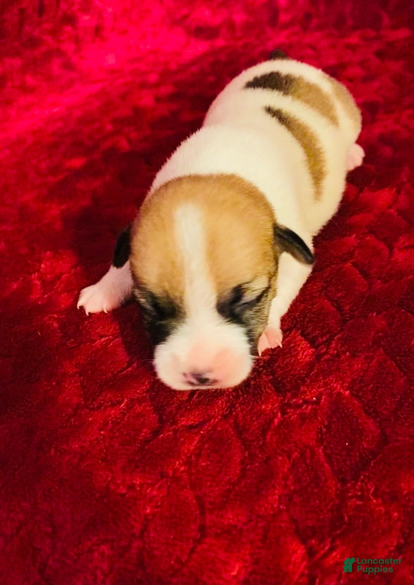 Jack Russell Terrier dogs Jack Russell Terrier Puppy 7 - Ad 2