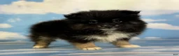 Pomeranian dogs for sale: Tilly - Ad 12