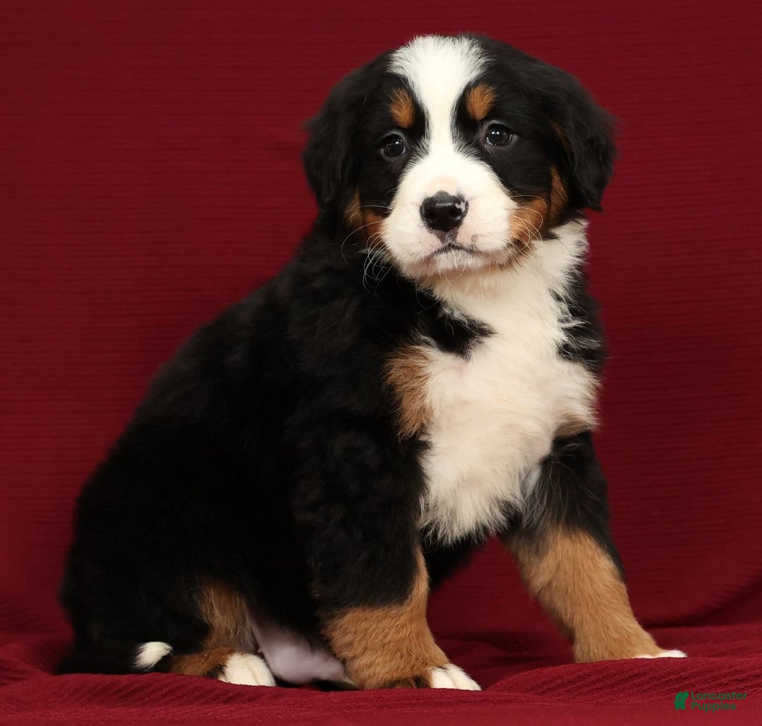 Bernese Mountain Dog dogs for sale: Clay - Ad 5