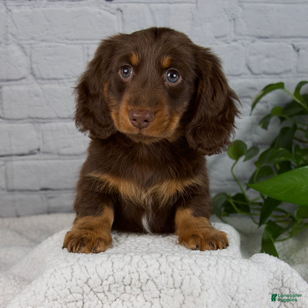 Miniature Dachshund dogs for sale: Manning - Ad 1