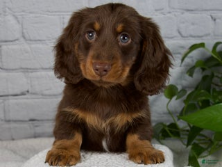 Miniature Dachshund dogs Manning - Ad 1