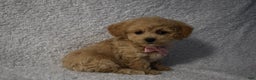 Cavachon dogs for sale: Rita  - Ad 2