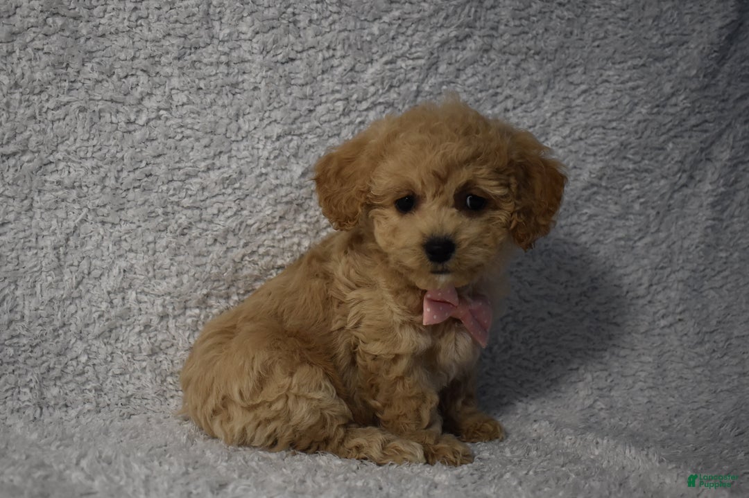 Cavachon dogs for sale: Rita  - Ad 2