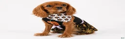Cavalier King Charles Spaniel dogs for sale: Cavalier King Charles Spaniel 2 - Ad 5