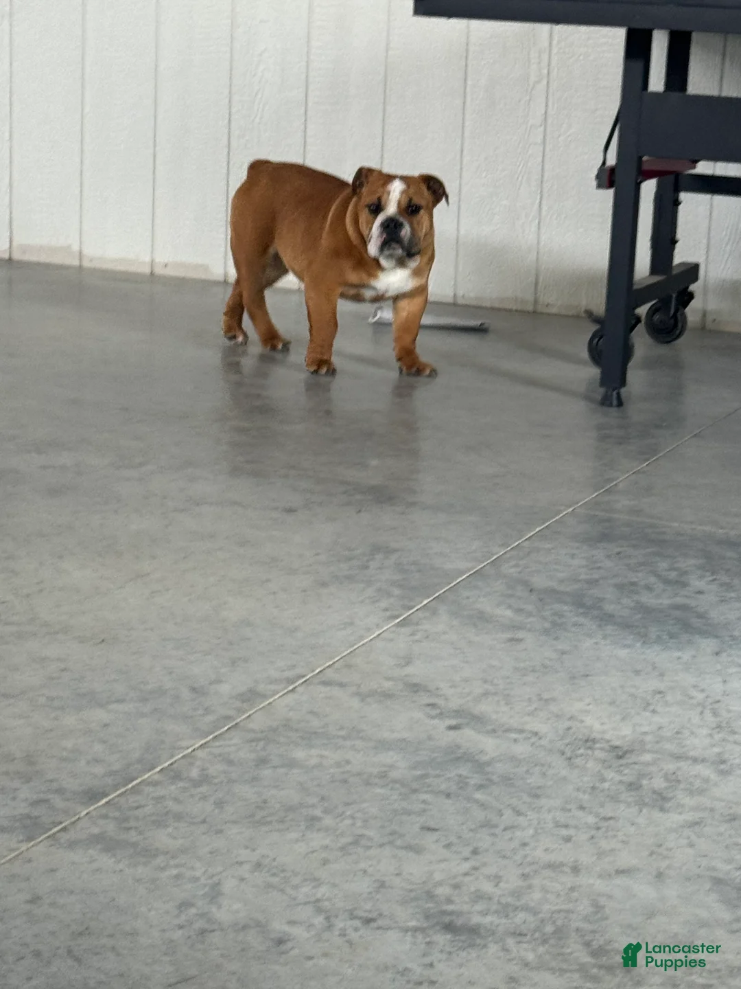 English Bulldog dogs for sale: Zeke  - Ad 9