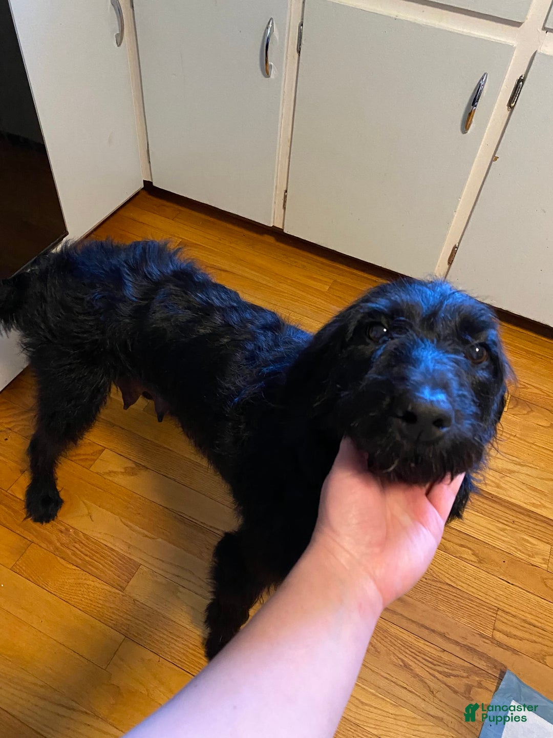 Gallery Image {{count}}