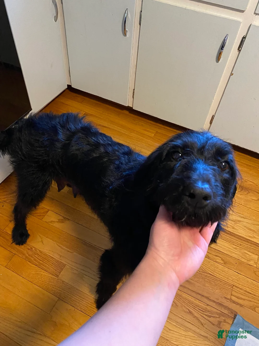 Gallery Image {{count}}