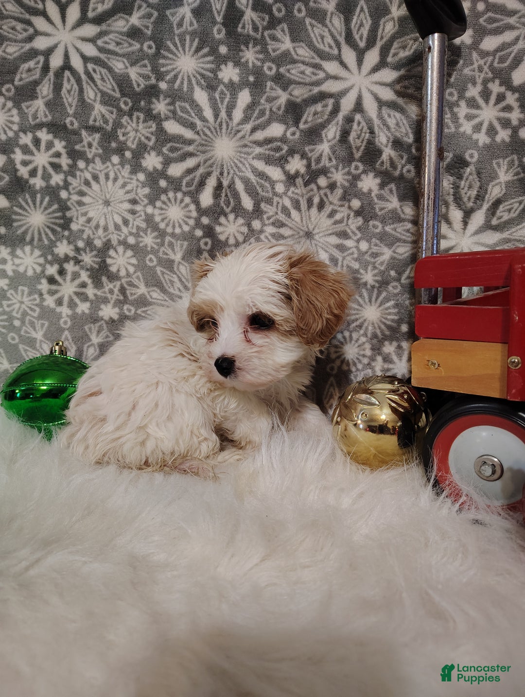 Maltipoo dogs for sale: Mila - Ad 4