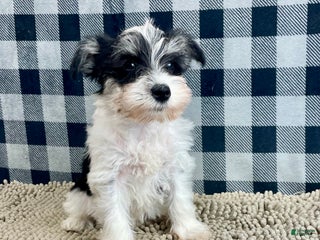 Miniature Schnauzer dogs Shelly - Ad 34