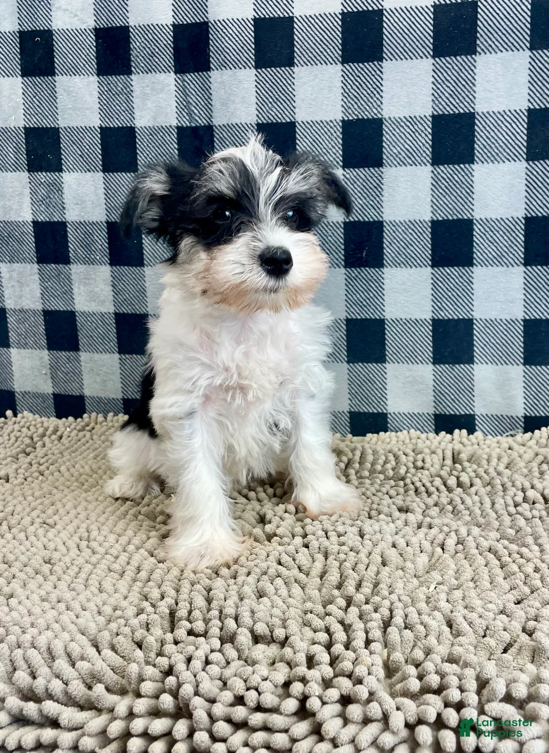 Miniature Schnauzer dogs for sale: Shelly - Ad 1