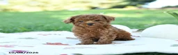 Toy Poodle dogs for sale: Pumpkin - Ad 4