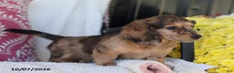 Miniature Dachshund dogs for sale: Ron - Ad 3