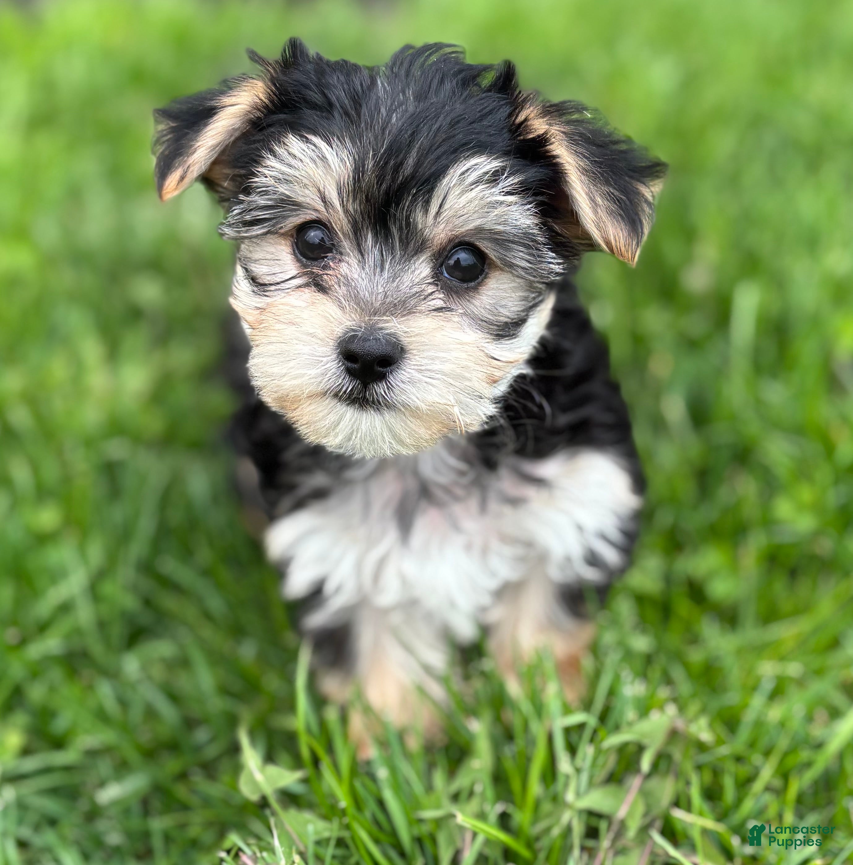 Morkie dogs Daxton - Ad 2