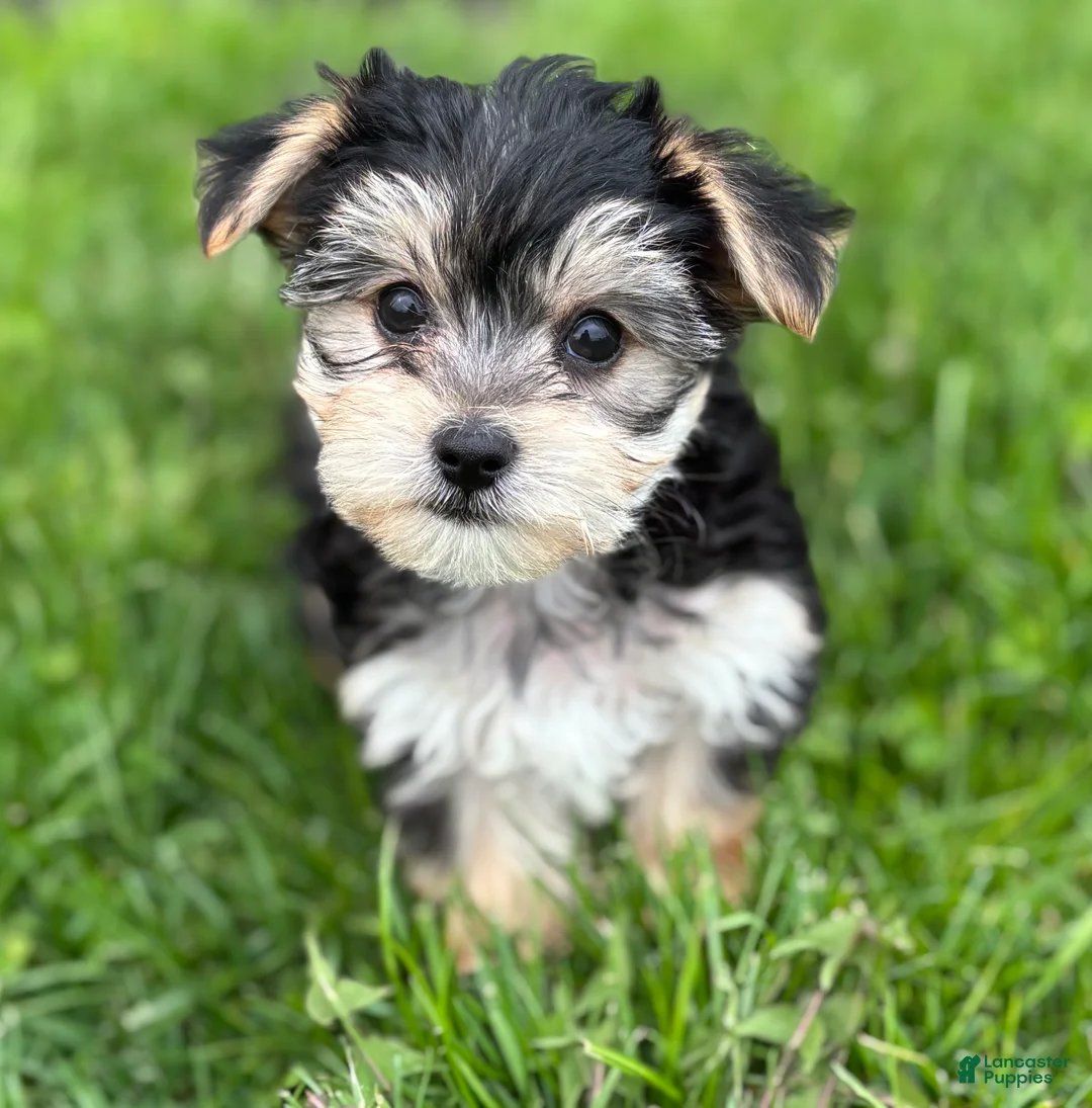 Morkie dogs for sale: Daxton - Ad 2