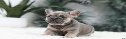 French Bulldog dogs for sale: Malory - Ad 5
