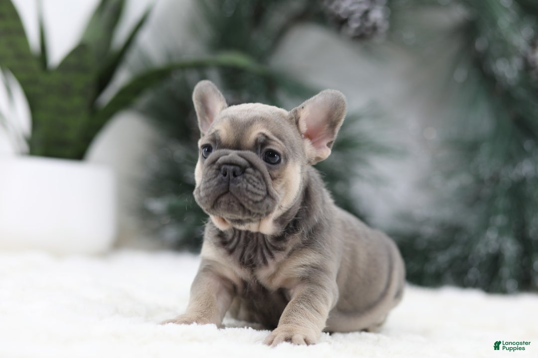 French Bulldog dogs for sale: Malory - Ad 5