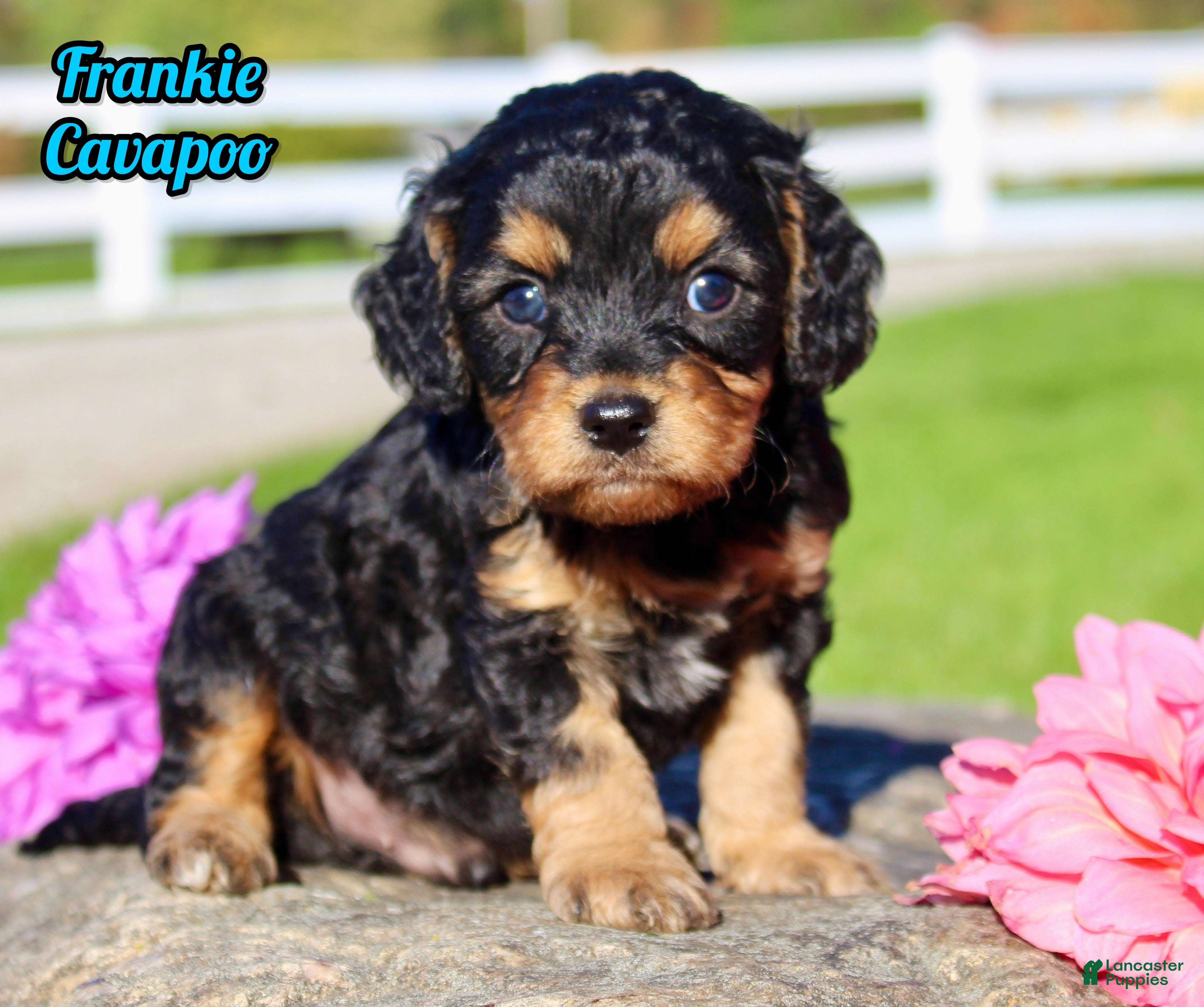 Cavapoo dogs Frankie Male Cavapoo - Ad 1