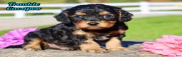Cavapoo dogs for sale: Frankie Male Cavapoo - Ad 1