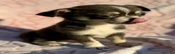 Chihuahua dogs for sale: blue tri - Ad 8