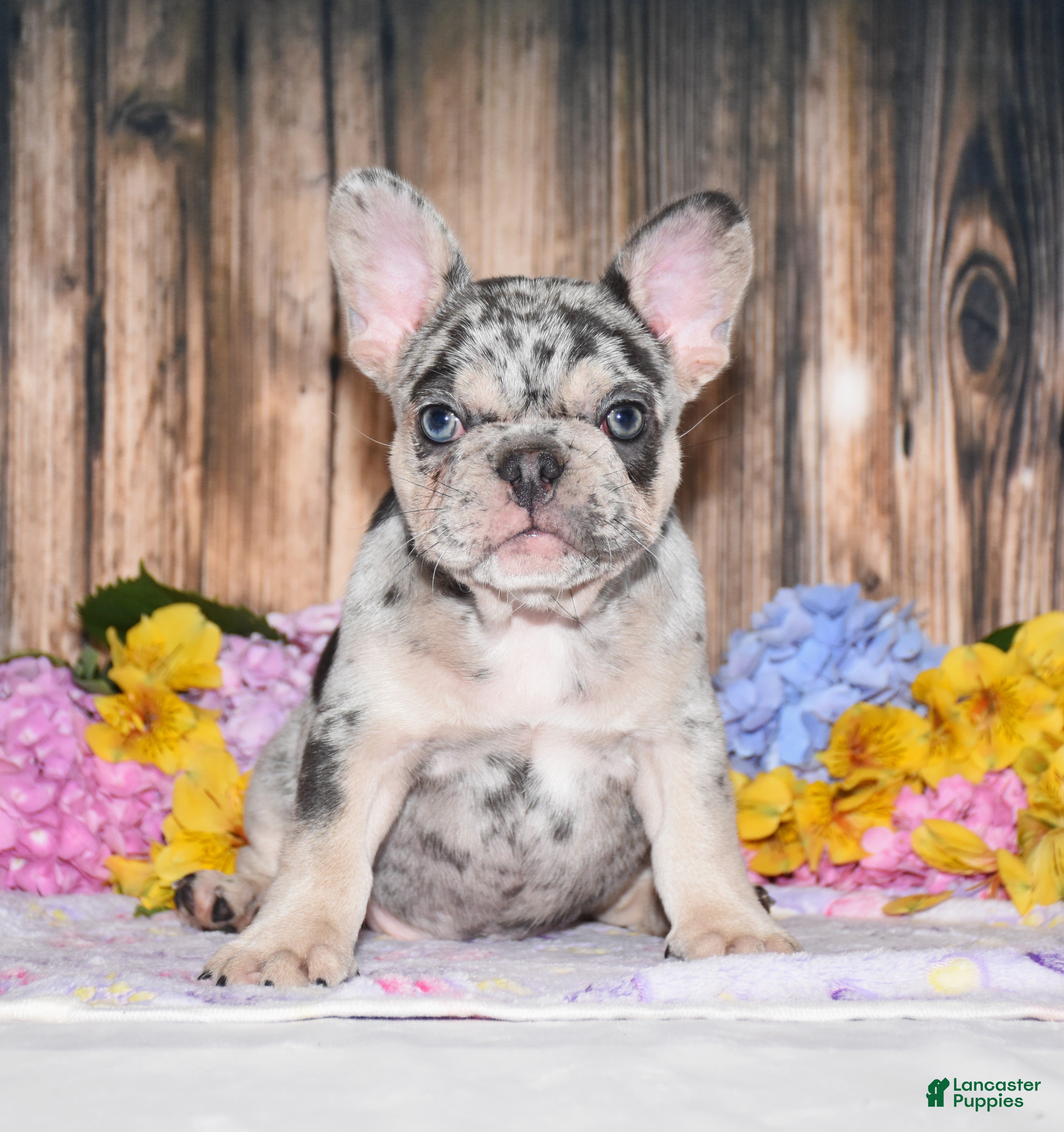 French Bulldog dogs Tinsley - Ad 2