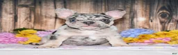 French Bulldog dogs for sale: Tinsley - Ad 2