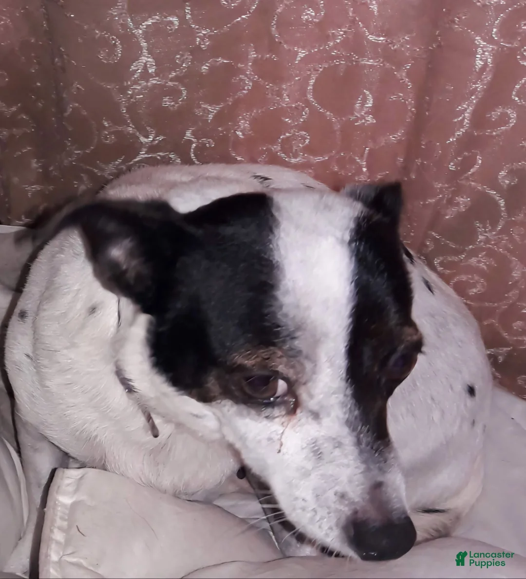 Chihuahua dogs for sale: Noddy (T-Cup) - Ad 25