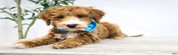 Goldendoodle dogs for sale: COWBOY - Ad 1