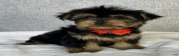 Yorkshire Terrier dogs for sale: Hudson - Ad 3