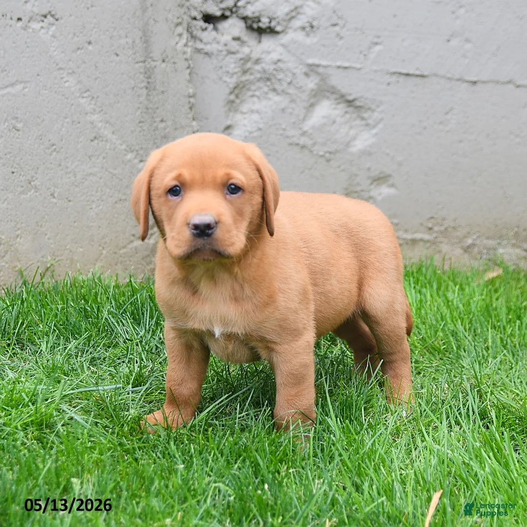 Labrador Retriever dogs for sale: Elvin - Ad 1