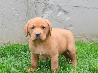 Labrador Retriever dogs for sale: Elvin - Ad 4