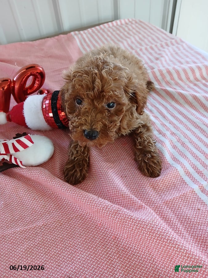 Miniature Poodle dogs Rocky - Ad 18
