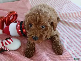 Miniature Poodle dogs Rocky - Ad 18