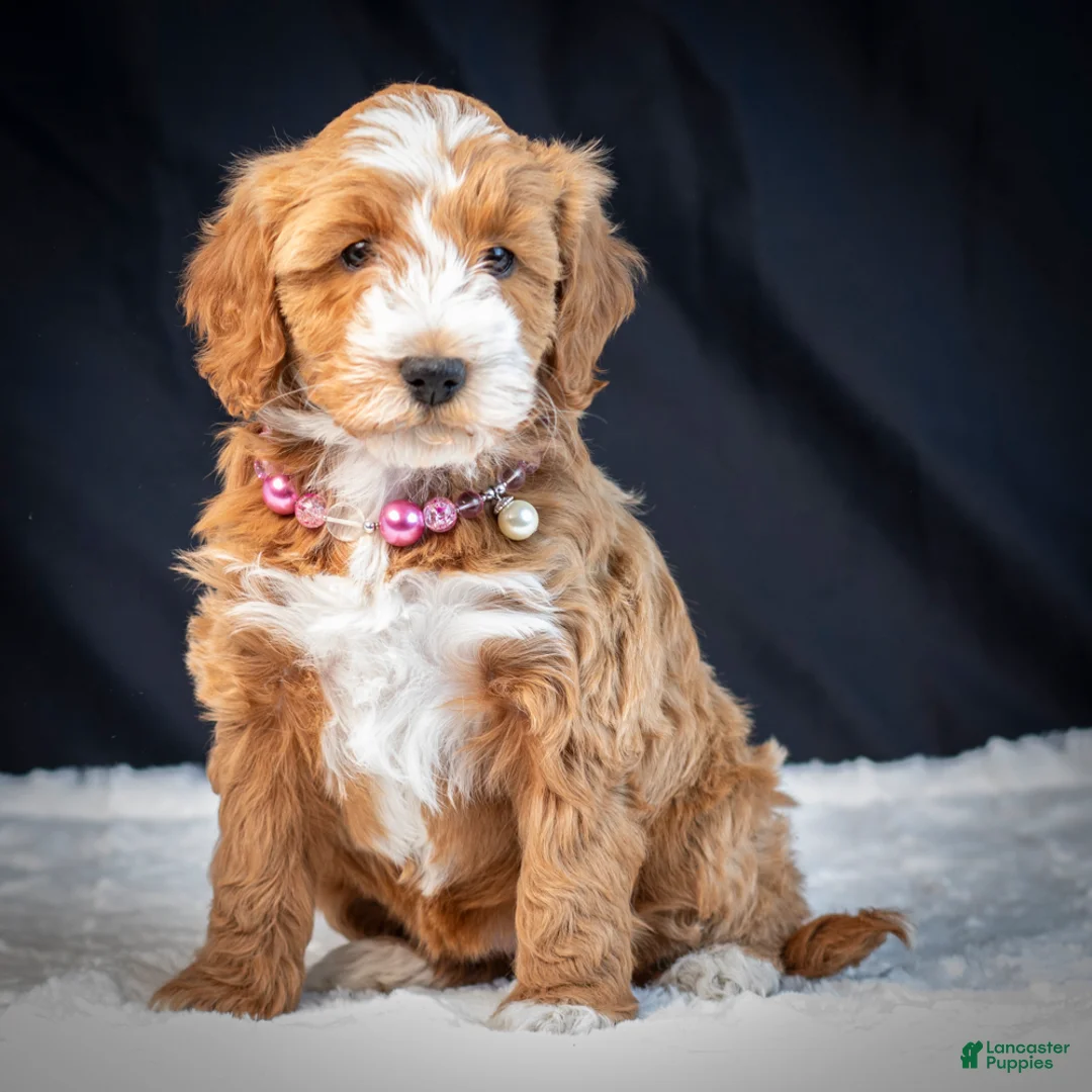 Mini Goldendoodle dogs for sale: Bubbles - Ad 2