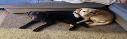 Labrador Retriever dogs for sale: Pumpkin - Ad 5