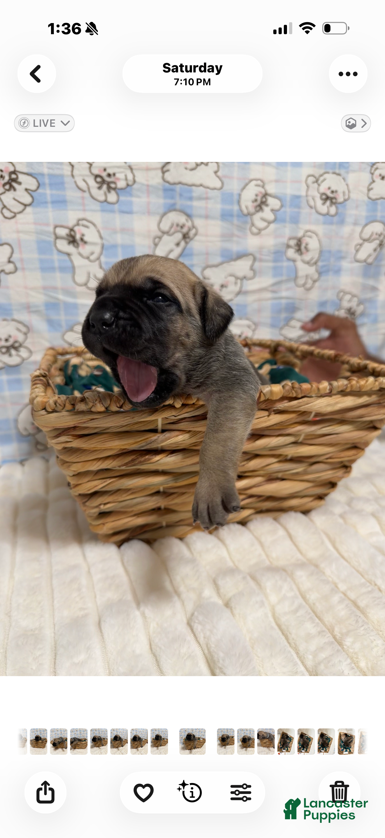 Cane Corso dogs Tina -grey collar  - Ad 34