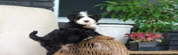 Mini Bernedoodle dogs for sale: Ellie - Ad 1