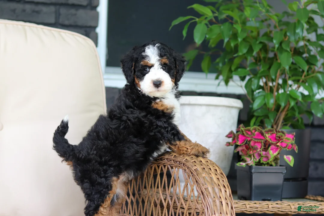 Mini Bernedoodle dogs for sale: Ellie - Ad 1