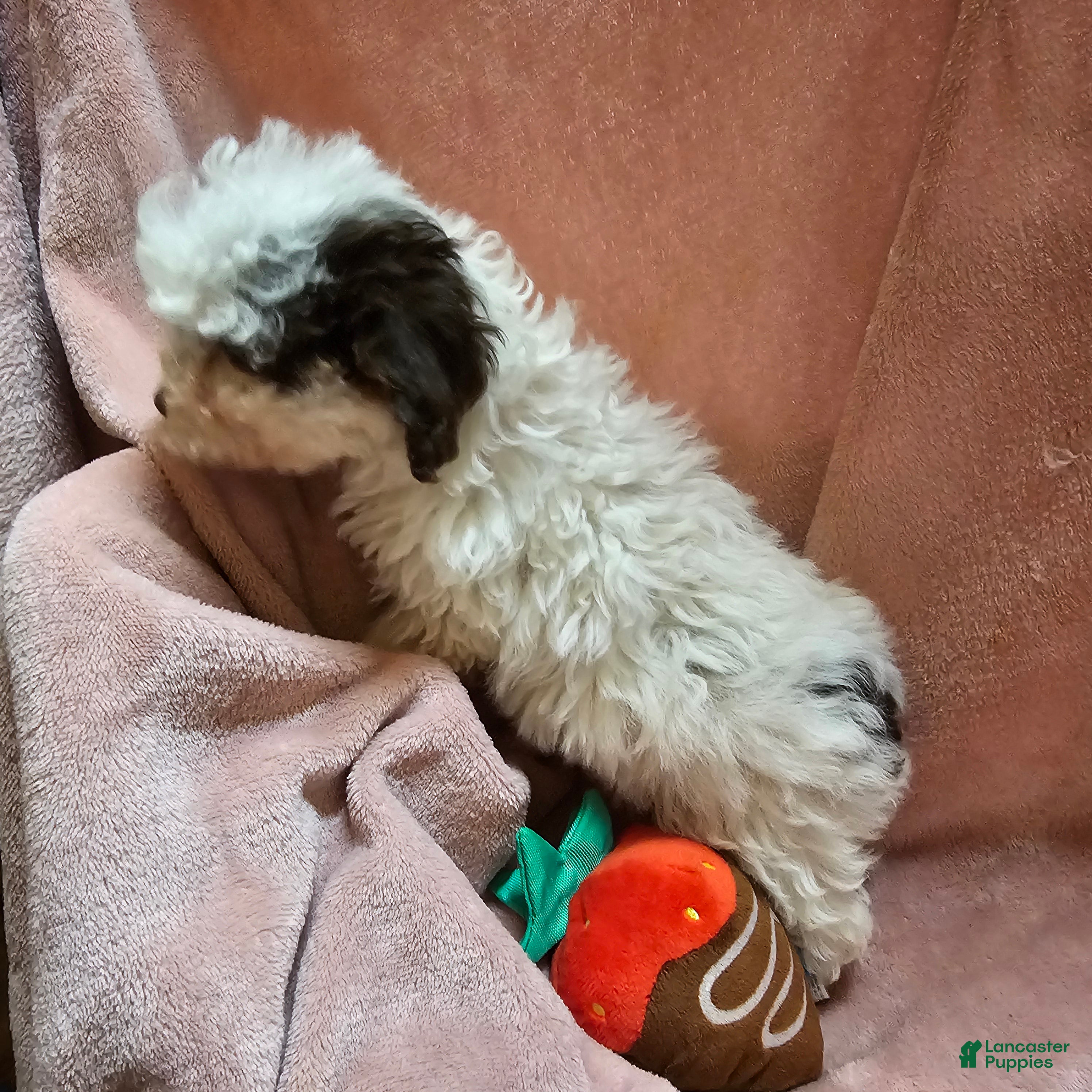 Cockapoo dogs Sparkle - Ad 2