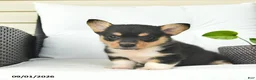 Welsh Corgi Pembroke dogs for sale: Bowe  - Ad 5