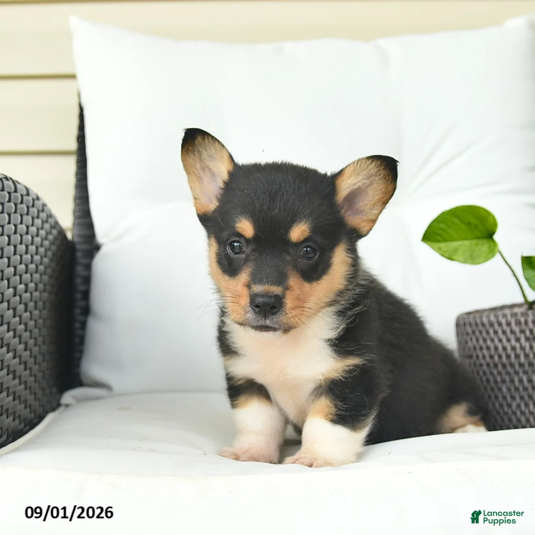 Welsh Corgi Pembroke dogs for sale: Bowe  - Ad 5