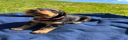 Airedale Terrier dogs for sale: Pink female - Ad 4