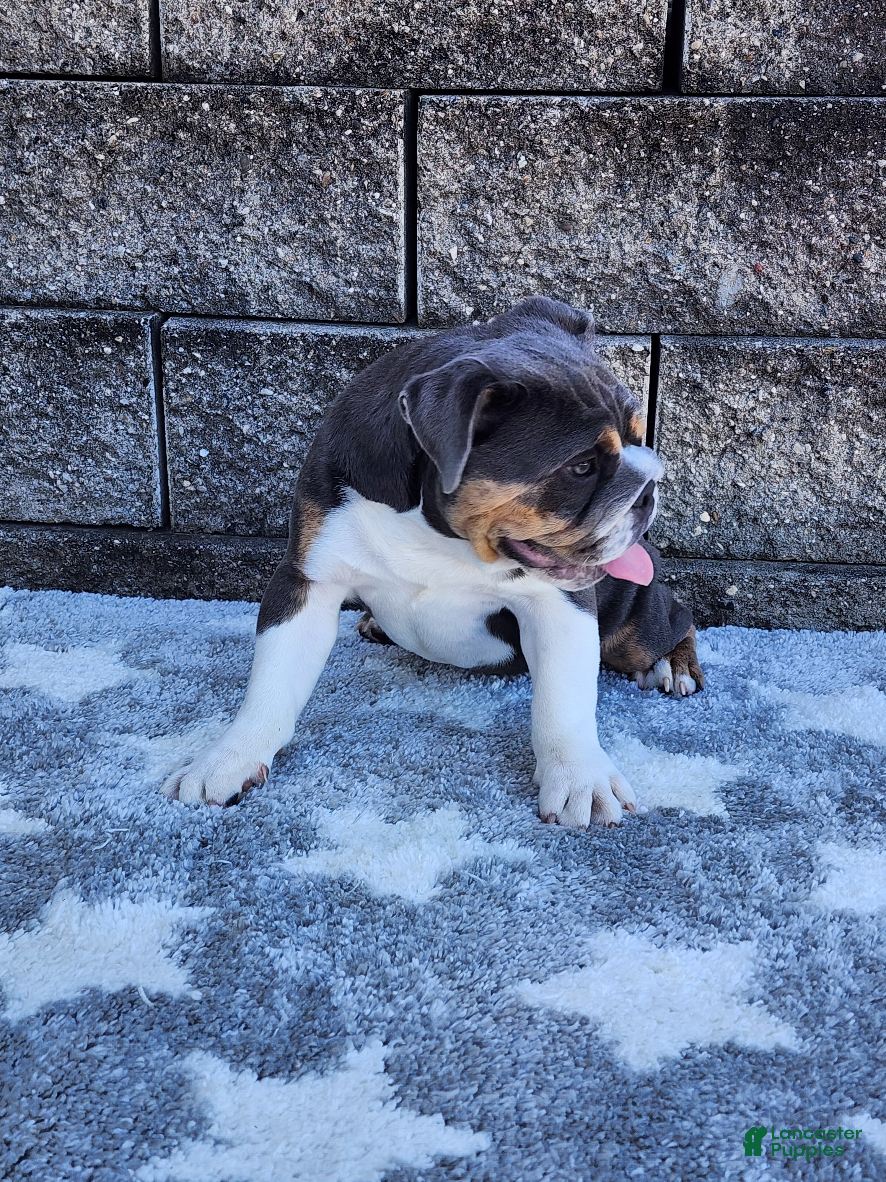 English Bulldog dogs Ada - Ad 14