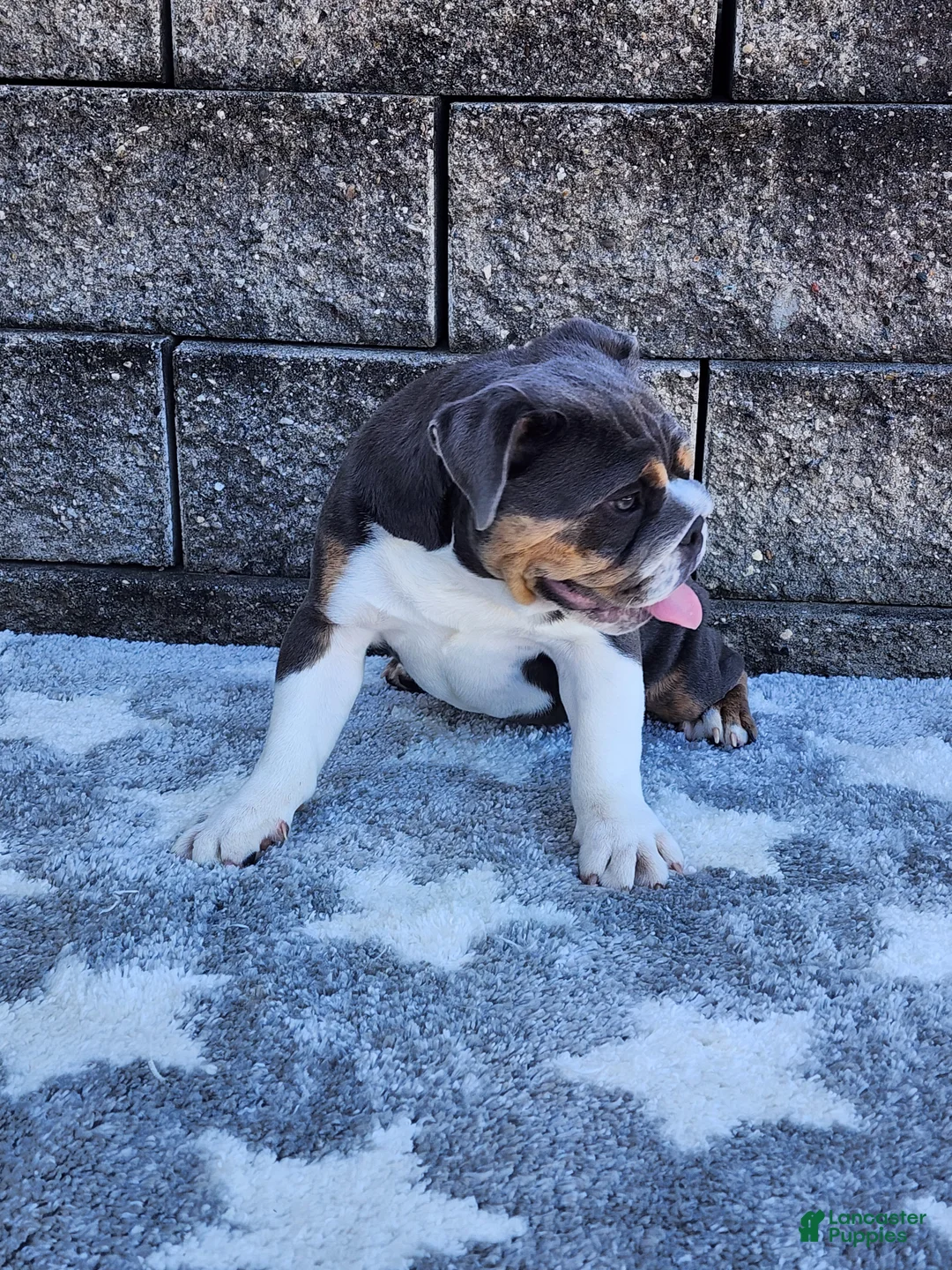 English Bulldog dogs for sale: Ada - Ad 1