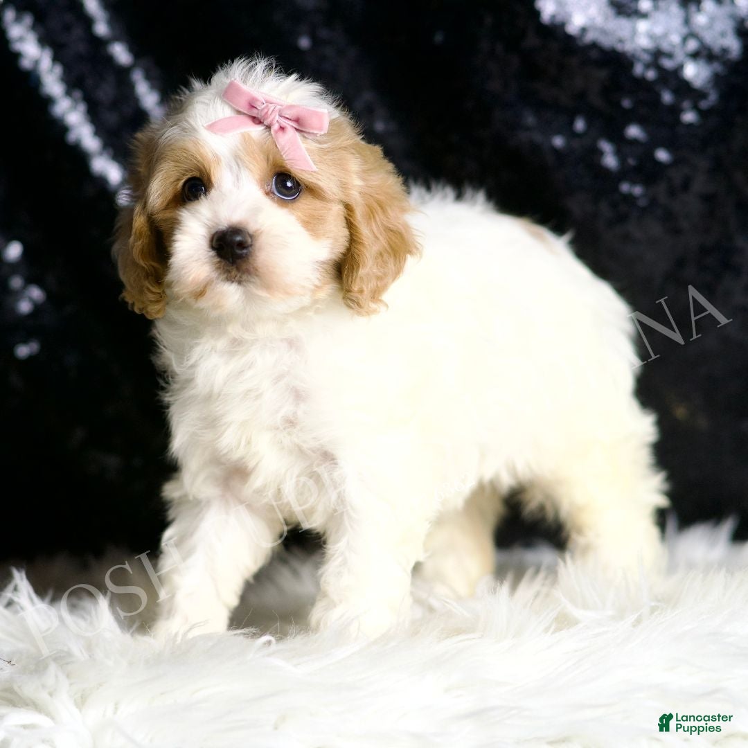 Cavapoo dogs for sale: Brioche - Ad 4