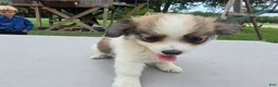 Pomchi dogs for sale: Brandy - Ad 6