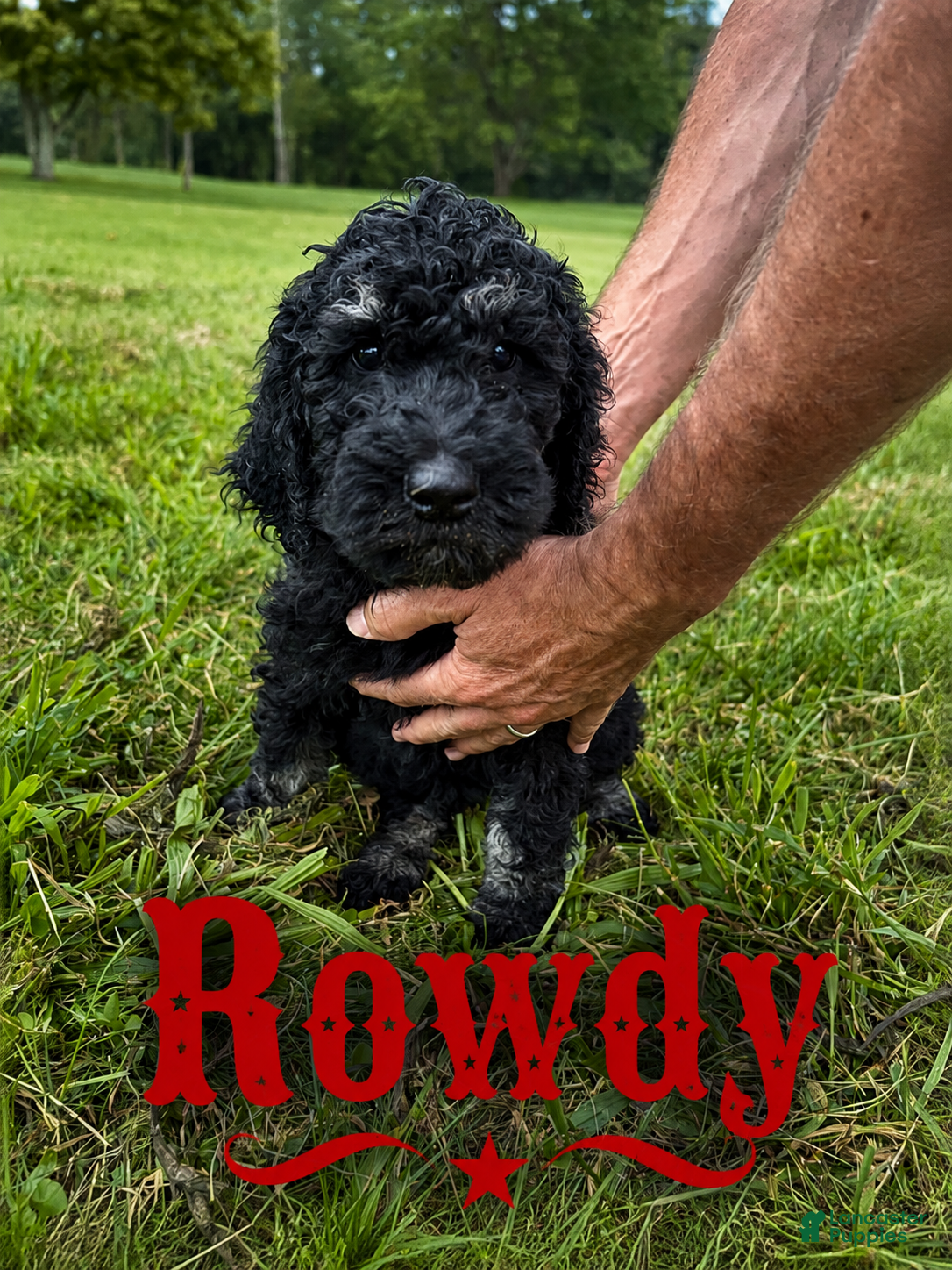 Standard Poodle dogs Rowdy - Ad 1