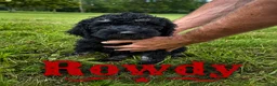 Standard Poodle dogs for sale: Rowdy - Ad 1