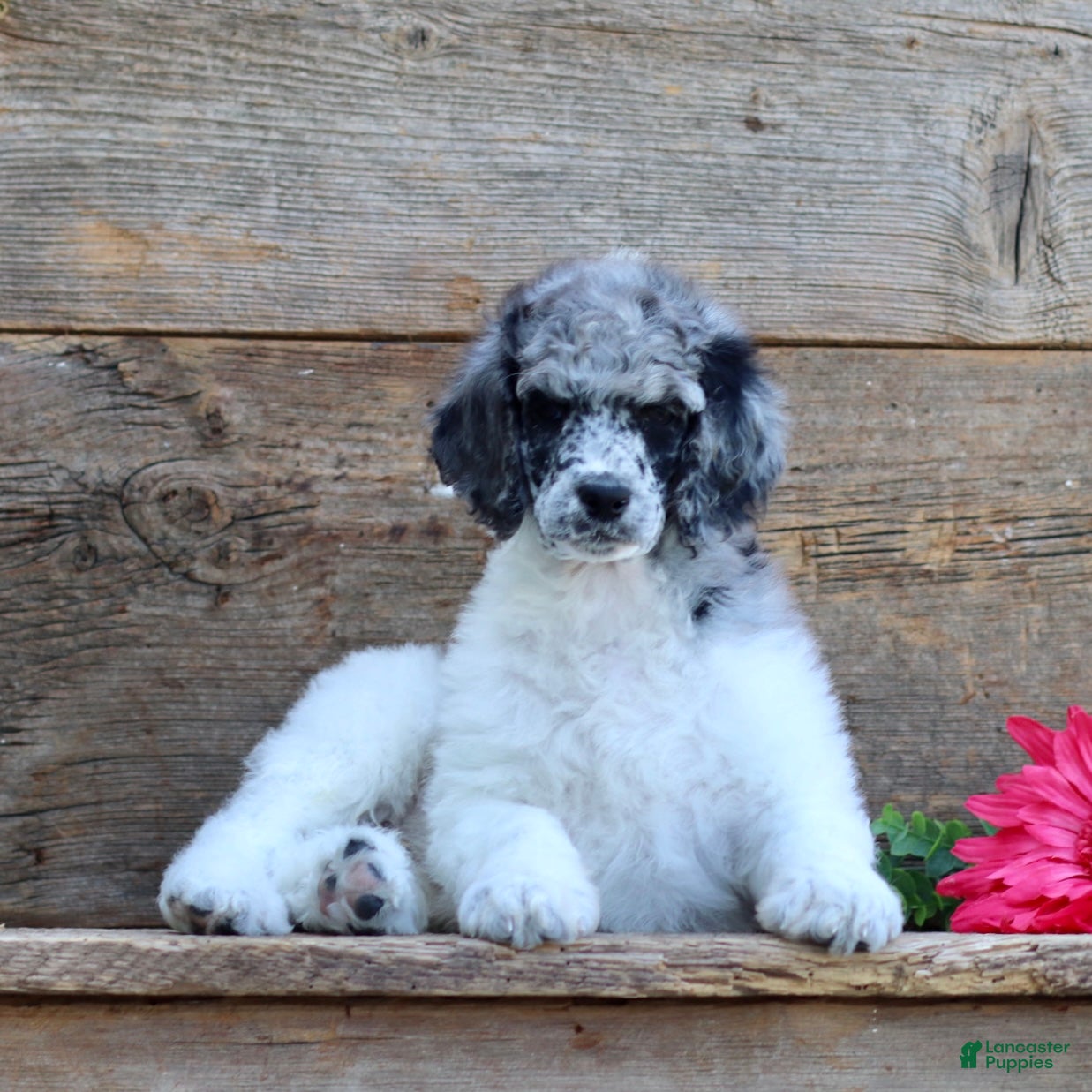 Standard Poodle dogs Tommy - Ad 2